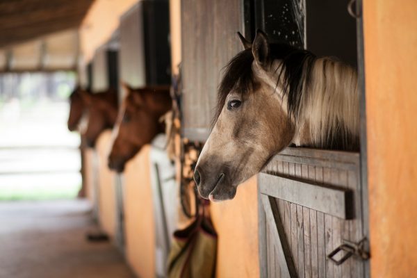 Riding stables. www.traceycolenlp.com